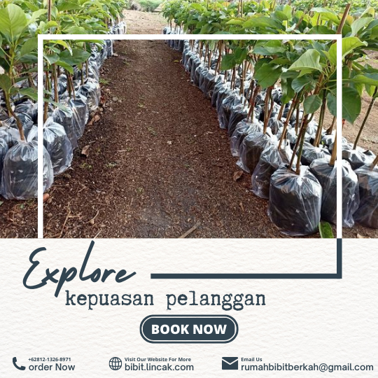 PENYEDIA BIBIT UNGGUL BERSERTIFIKAT